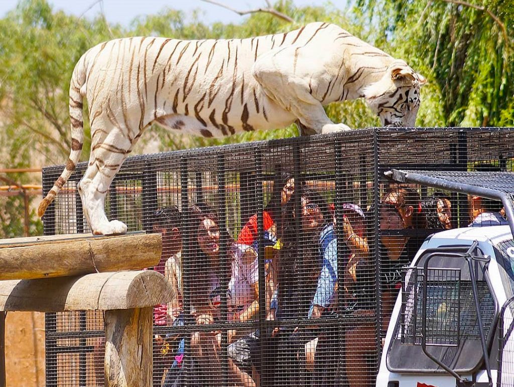 Parque Safari Zoológico Rancagua