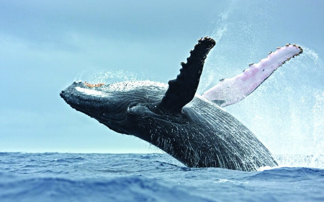 Full day ballenas, pingüinos y glaciares - Gran Patagonia