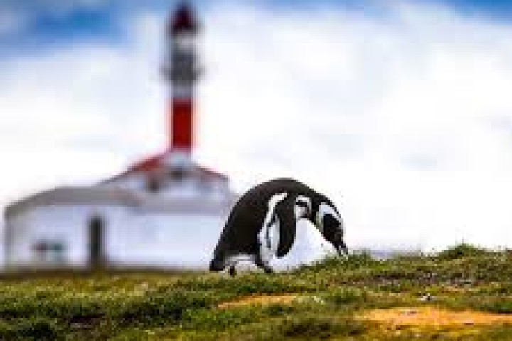 Navegacion a Pinguineras de Isla Magdalena -CAVINA PLUS