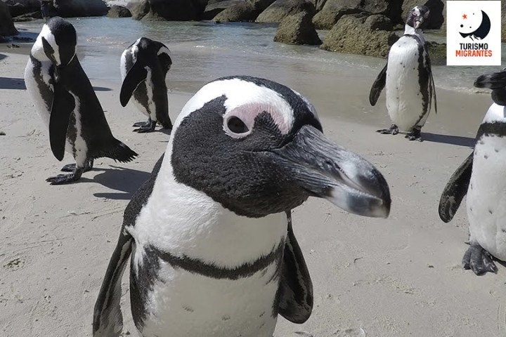 Reserva Nacional Pingüino de Humboldt  - Un tesoro mundial de biodiversidad- 