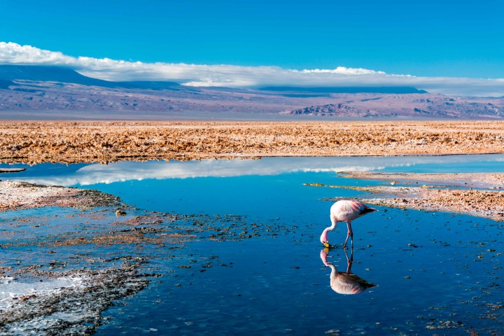 Laguna Santa Rosa + Salar de Maricunga