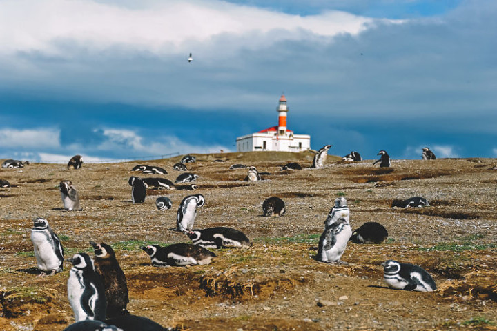 Descubre Parque Torres del Paine y Pinguino Rey