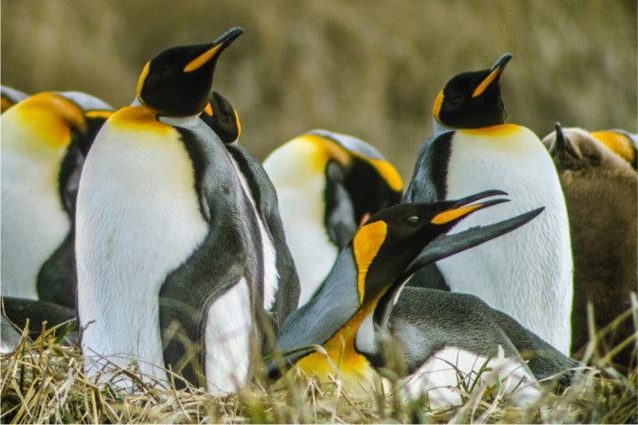  Full Day Tierra del Fuego Parque Pinguino Rey