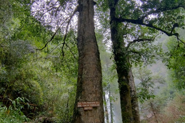Parque Nacional Conguillio