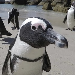Reserva Pingüino de Humboldt