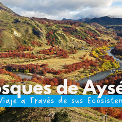 Forests of the Aysén Region: A Journey Through Its Ecosystems