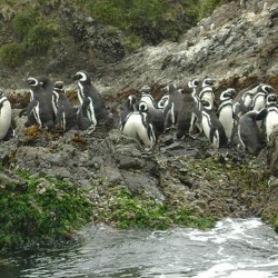 Chiloé: Pingüineras de Puñihuil
