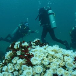 Buceo: Descubre el Fascinante Mundo Submarino