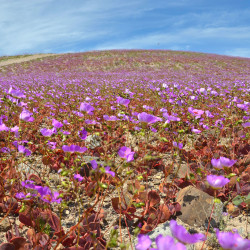 Desierto Florido en el Desierto de Atacama