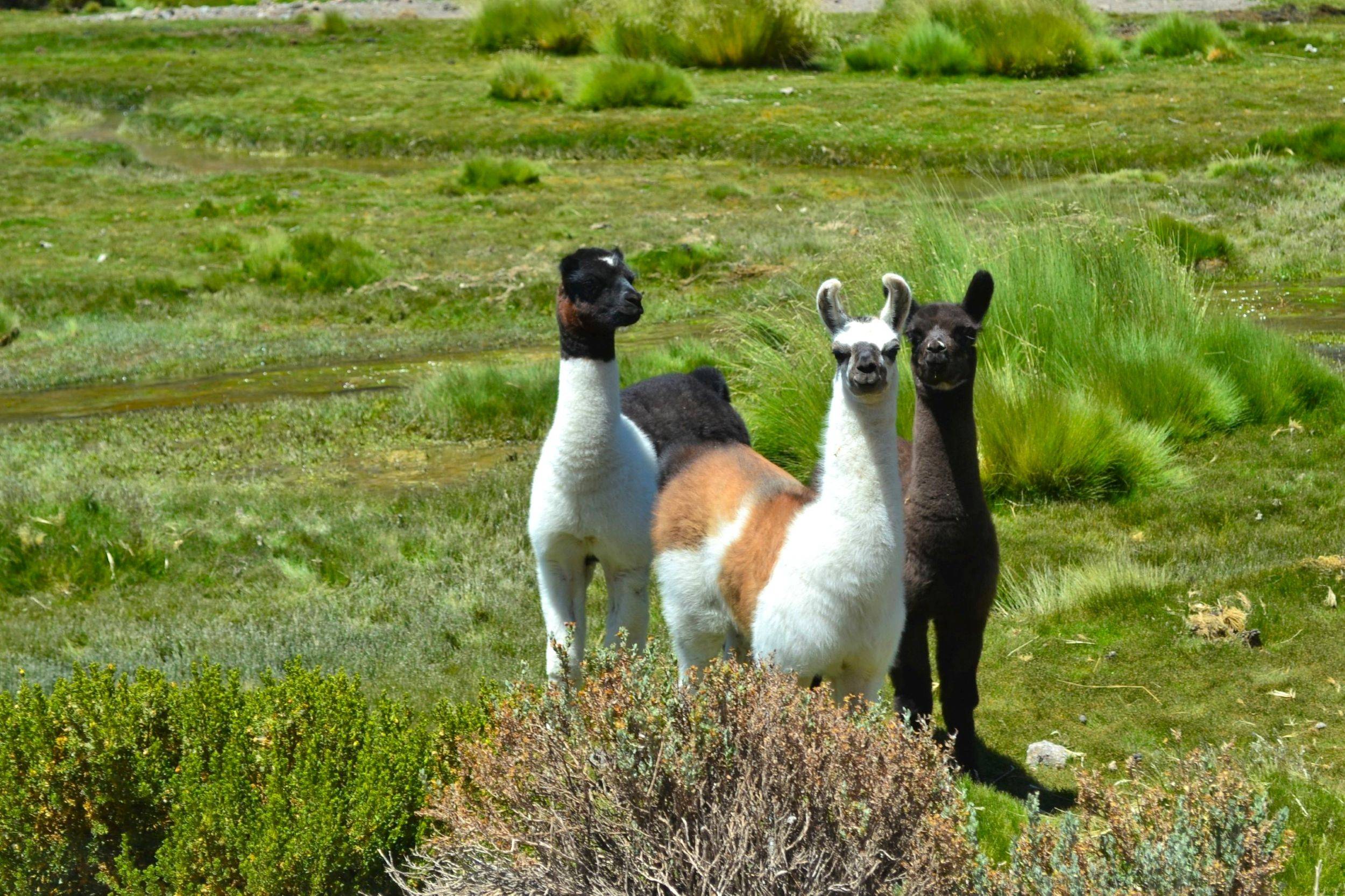 Tour al Parque Nacional Volcán Isluga y Termas de Chusmiza