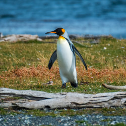 Tour a la isla Tierra del Fuego y Parque Pingüino Rey