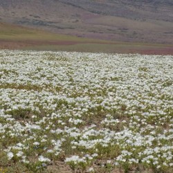 Full day Desierto Florido 2024