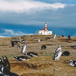 Navegación Pingüinera en Isla Magdalena 