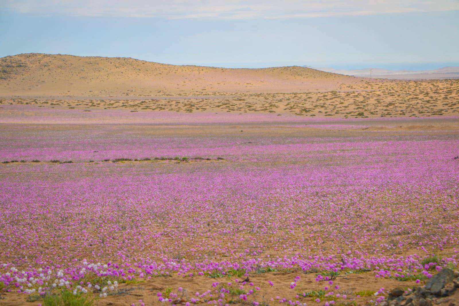 Full day desierto florido 2025