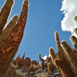 Trekking Cactus
