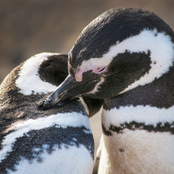 Navegación Pingüinera Isla Magdalena