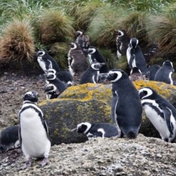 "Pingüineras de Puñihuil y Ancud"