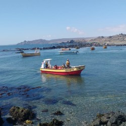 Excursion Chañaral de Aceituno con avistamiento de cetáceos