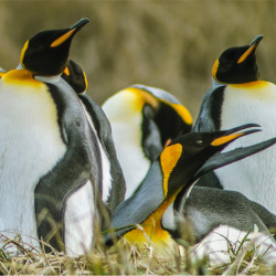  Full Day Tierra del Fuego Parque Pinguino Rey