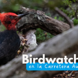Birdwatching en Aysén: Explorando biodiversidad de la Patagonia chilena